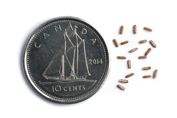 Blue vervain seeds on a white background with a dime for size comparison, Verbena hastata