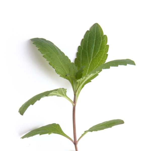 Blue vervain seedling on a white background, Verbena hastata