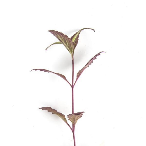 Blue vervain seedling on a white background, Verbena hastata