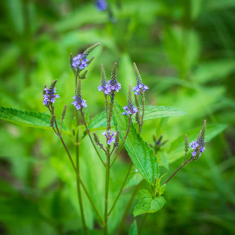 Blue Vervain plant in flower, Verbena hastata, start seeds late March