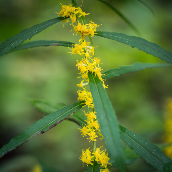 Blue-stemmed goldenrod flowering, Solidago caesia