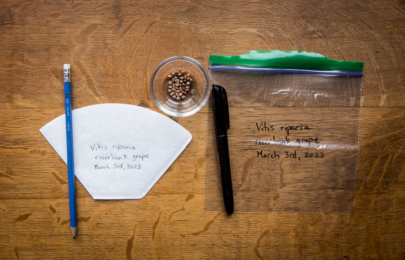 Preparing materials for cold moist stratification. Write species on plastic bag using the permanent marker. Write species on coffee filter using pencil.