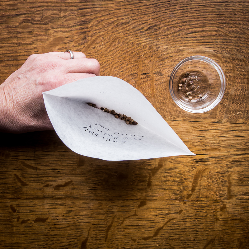 Put seeds inside coffee filter.