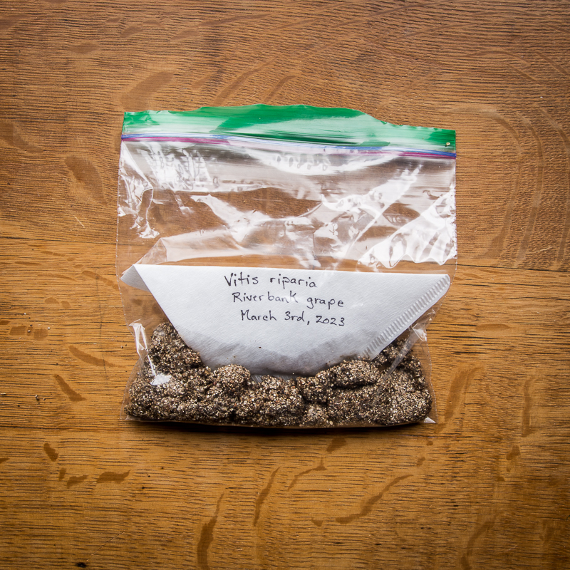 Place coffee filter with seeds inside plastic baggie with moist vermiculite.