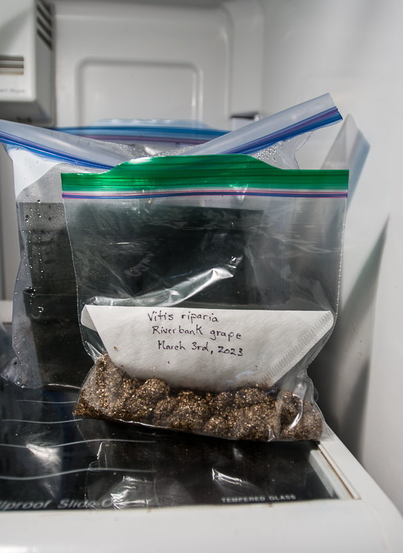 Last step in cold moist stratification seed treatment. Place plastic bag with moist vermiculite and seeds into the fridge for around three months.