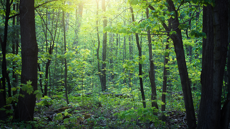 Ontario forest scene in spring