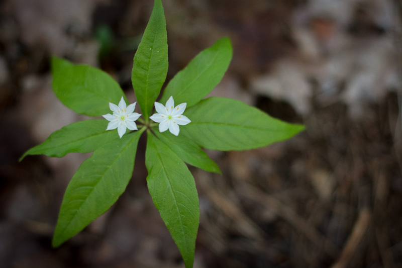 Starflower, an Ontario native plant species that grows in forest habitats.