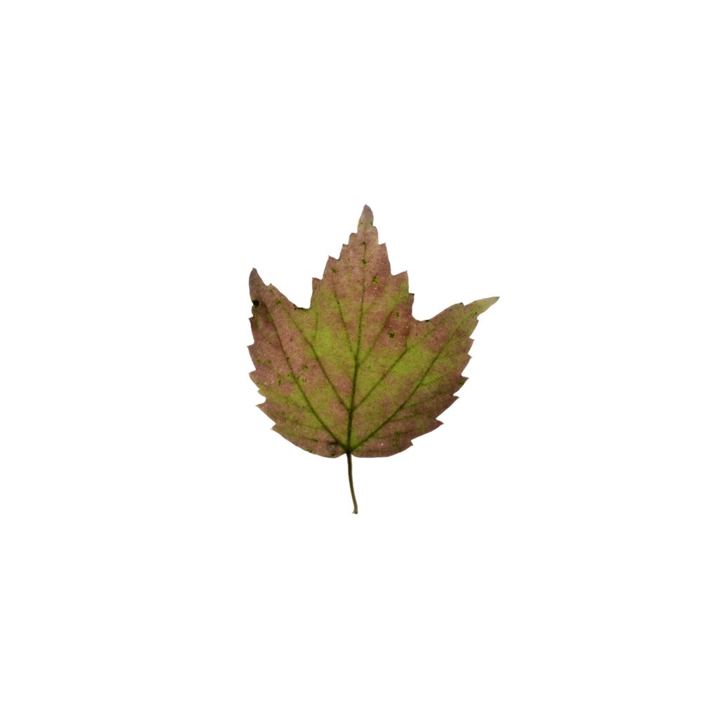 Striped maple leaf, fall, autumn colour, Acer spicatum, a small Ontario native tree