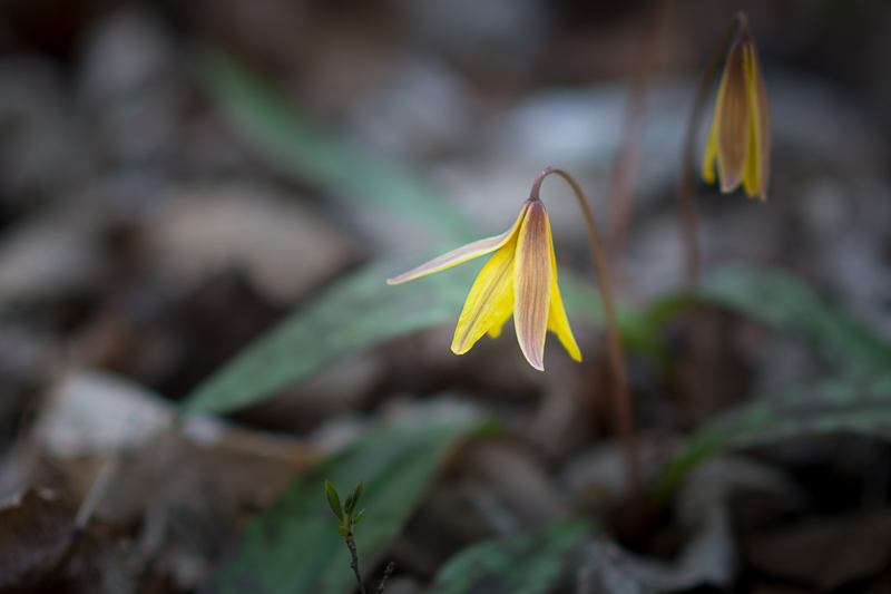 Trout lily flowers in a forest habitat.