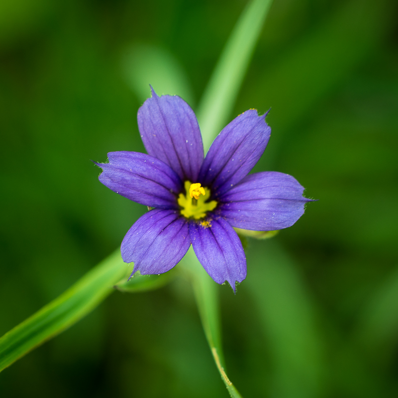 Blue-eyed grass, an Ontario native plant species. 