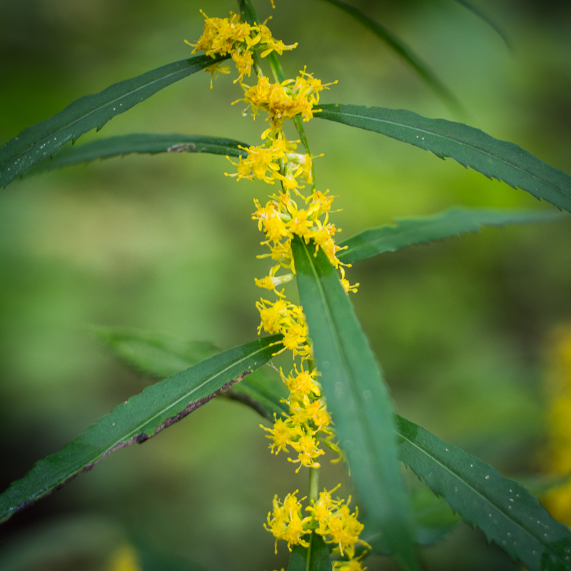 Blue-stemmed goldenrod, an Ontario native plant species that we collected locally and grew in our seed production fields.