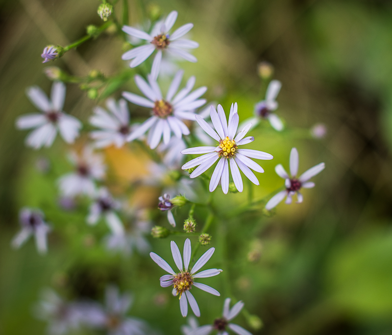 Aster flowers help support pollinators.