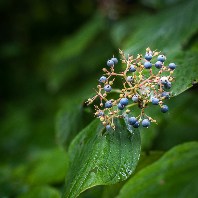 Berries on a dogwood shrub provide food for wildlife.
