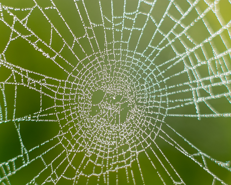 Spiderweb with dew.