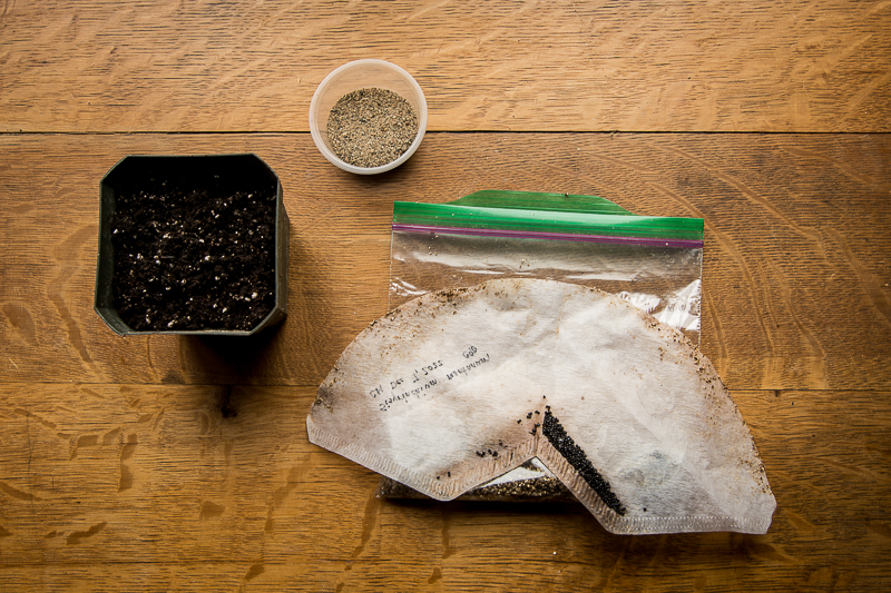Planting your seeds after the cold moist seed treatment. Open the coffee filter paper and remove seeds. Place seeds on top of soil. 