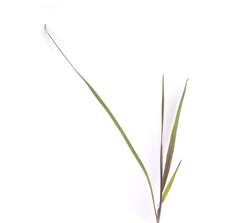 Canada wild rye seedling on a white background, Elymus canadensis.