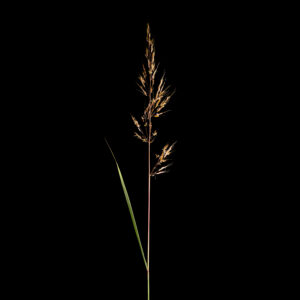 Sorghastrum nutans <br><span style="font-style: normal">Yellow False-Sorghum</span>