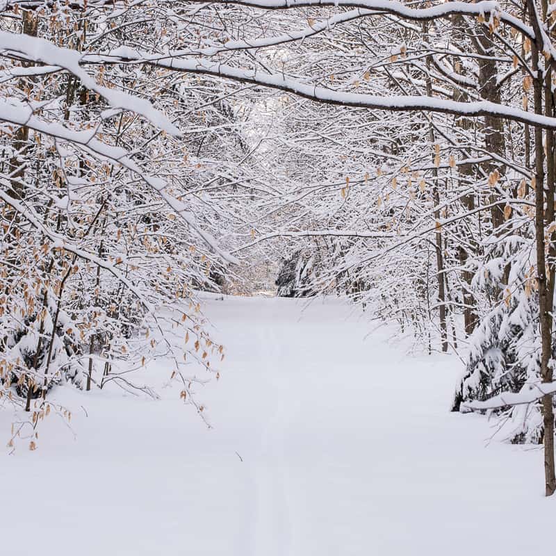 Snowy winter forest scene in Ontario, February 2024.