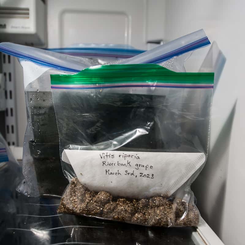 Cold moist stratification of native plant seeds by putting them in the refridgerator.