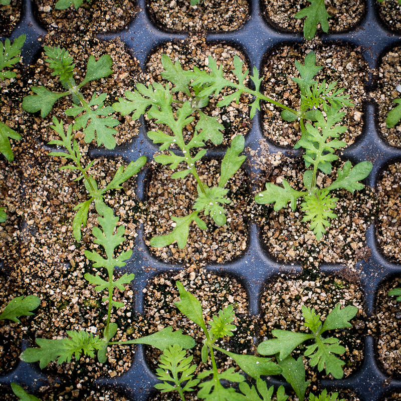 Common yarrow (Achillea millefolium) seedlings growing in a flat.