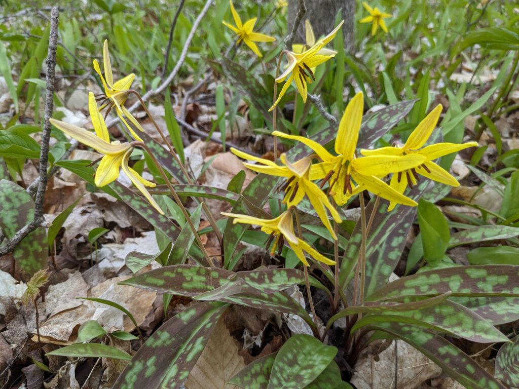 Yellow trout lily flowering in spring, May native plant growing guide
