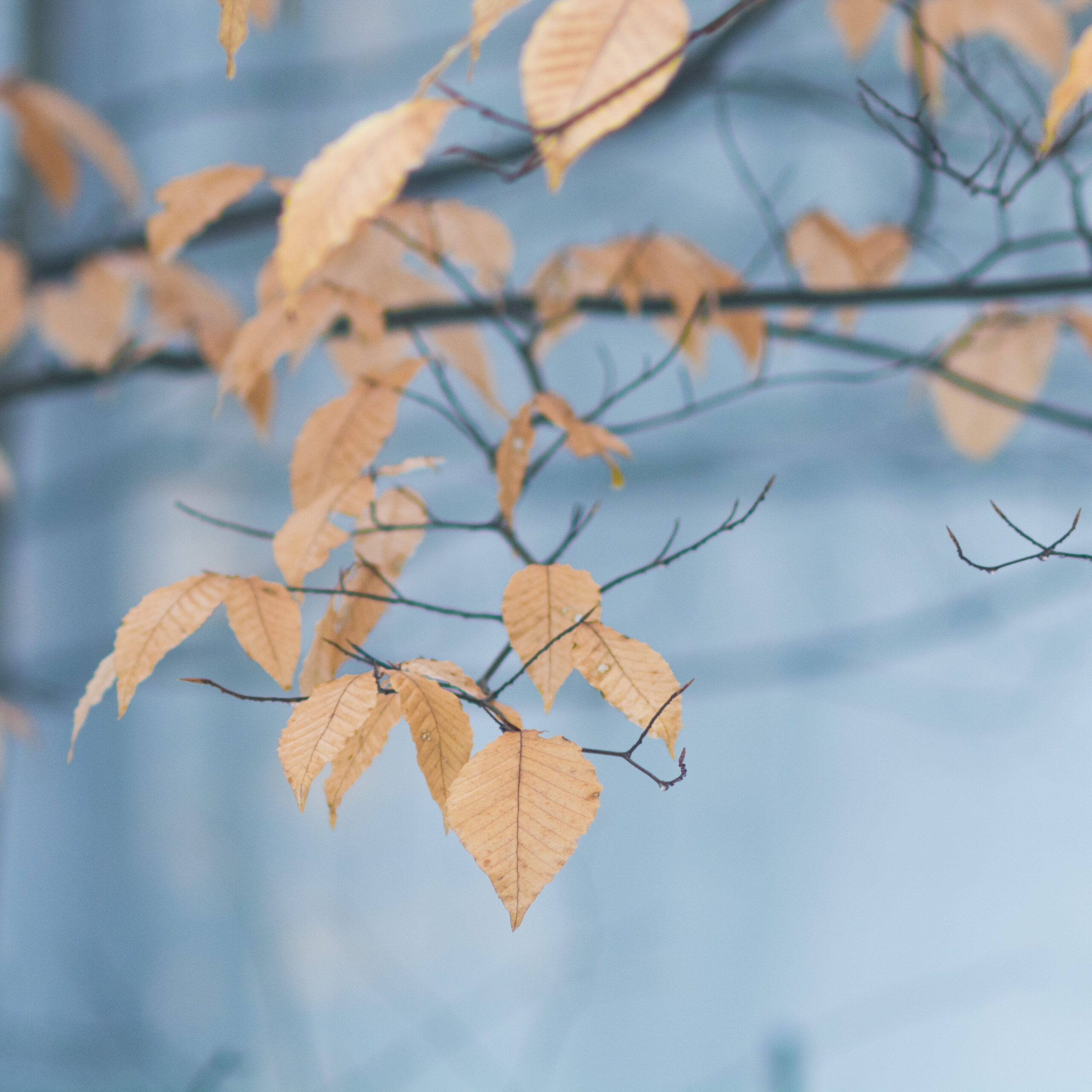 Beech leaves in winter
